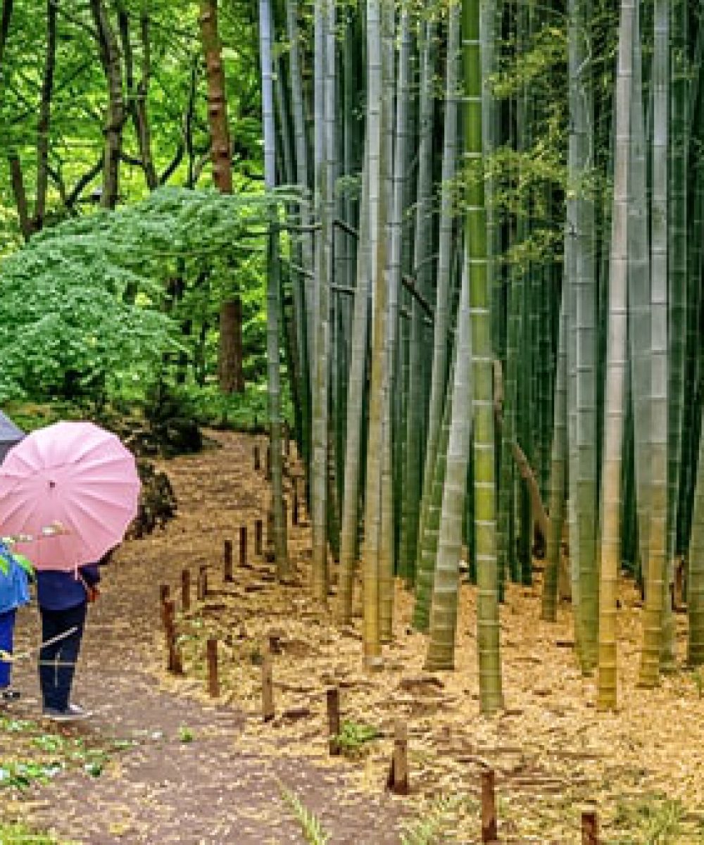 bamboo-min